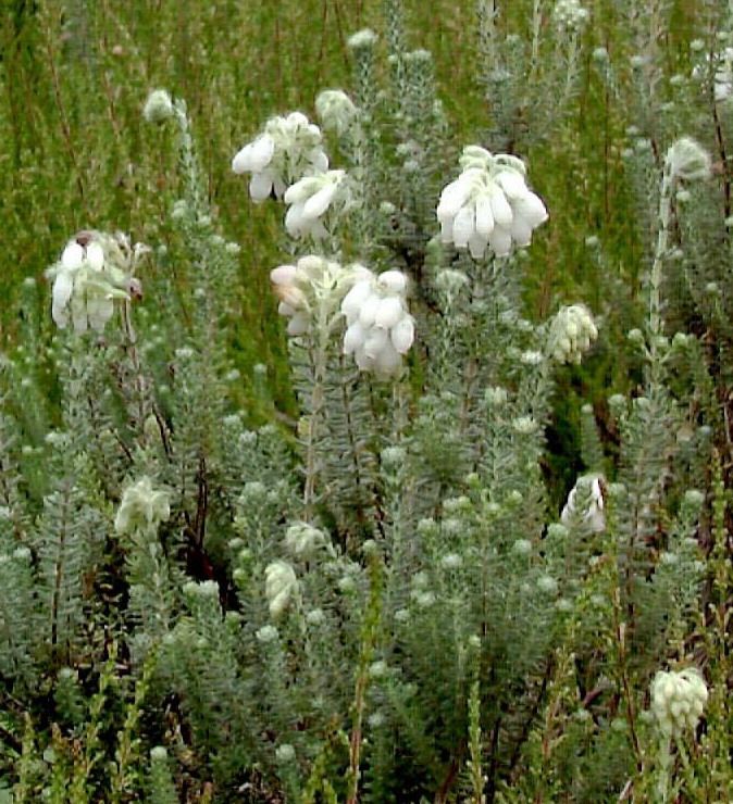 Glockenheide Alba Mollis