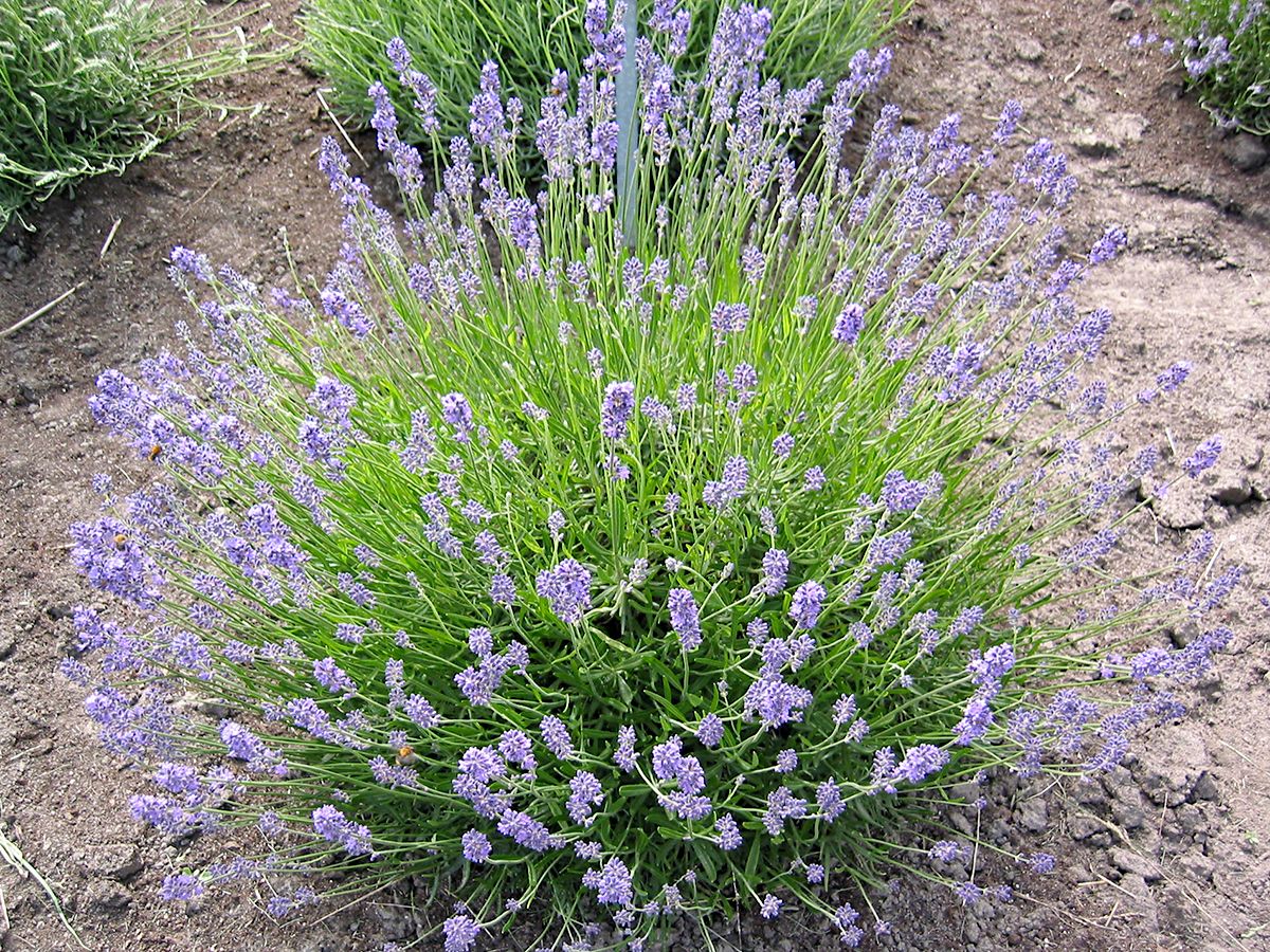 Lavendel Dwarf Blue Lavandula Angustifolia Dwarf Blue Hauenstein Ag 5888