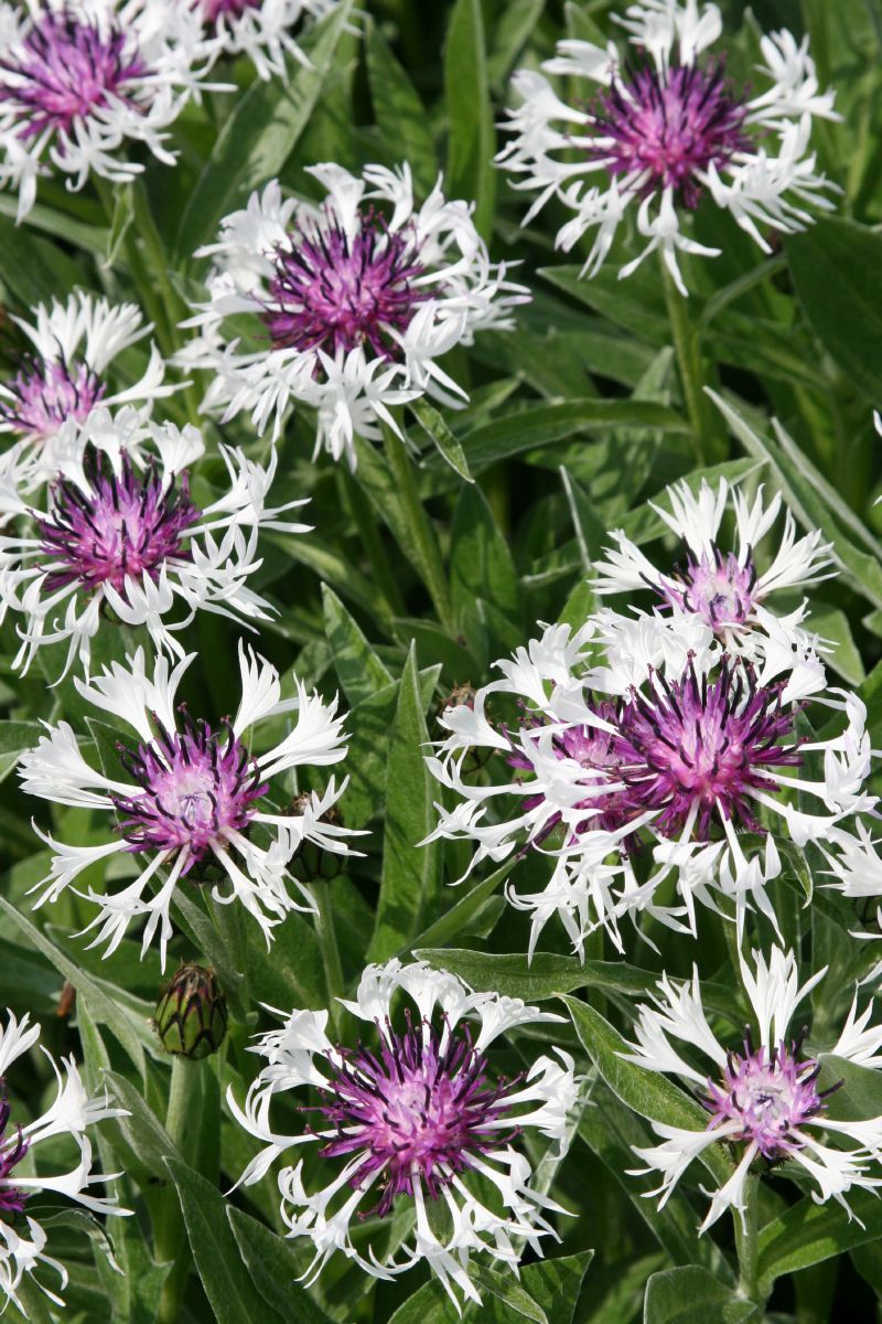 Bergflockenblume Amethyst in Snow