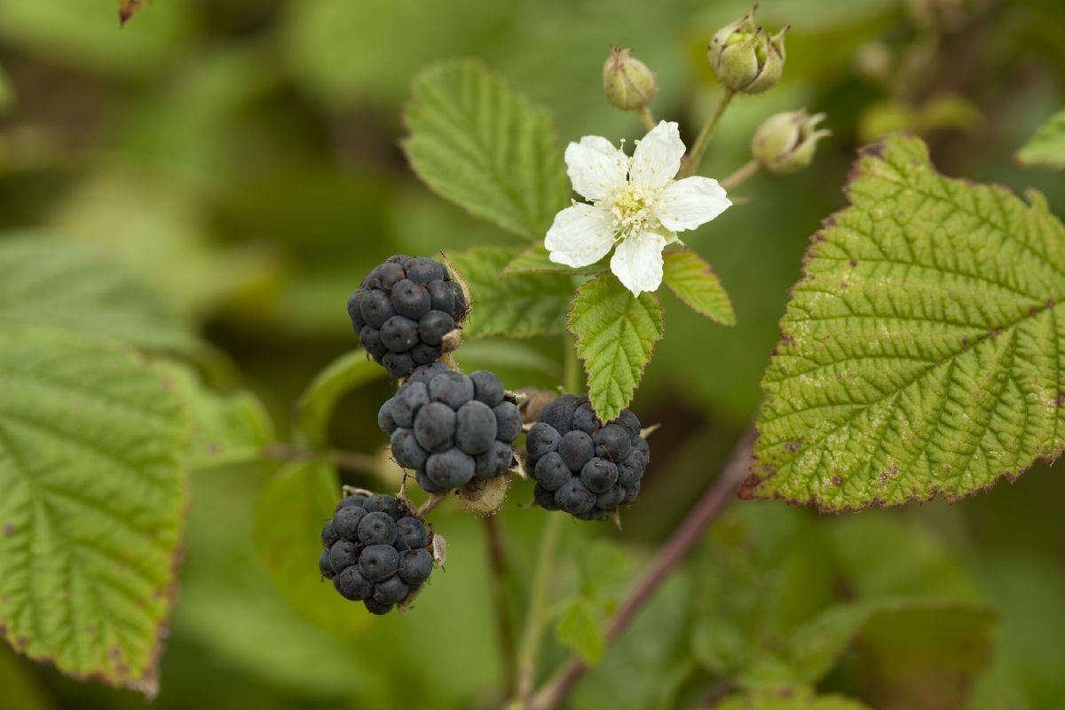 Blaue Brombeere