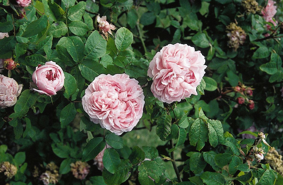 Jacques Cartier Strauchrose/Historische Rose (anspruchslos, sehr starker Duft)