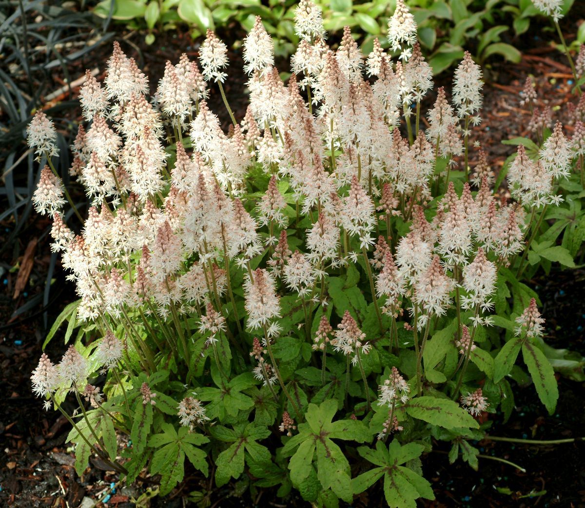 Schaumblüte Spring Symphony