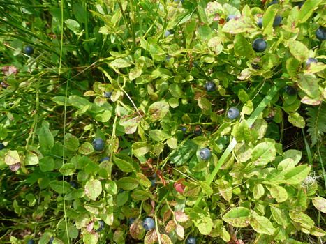 Waldheidelbeere