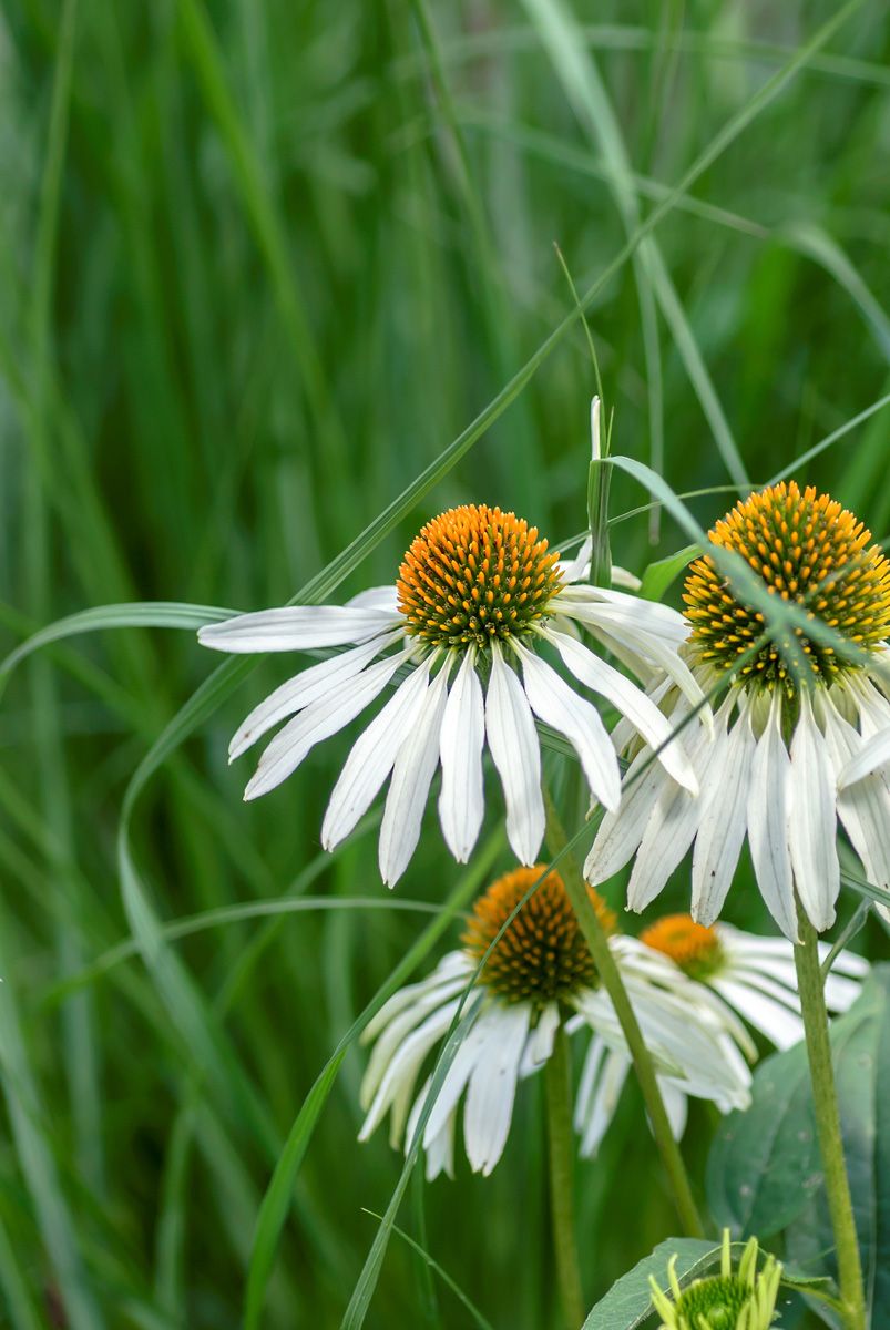 Sonnenhut Alba