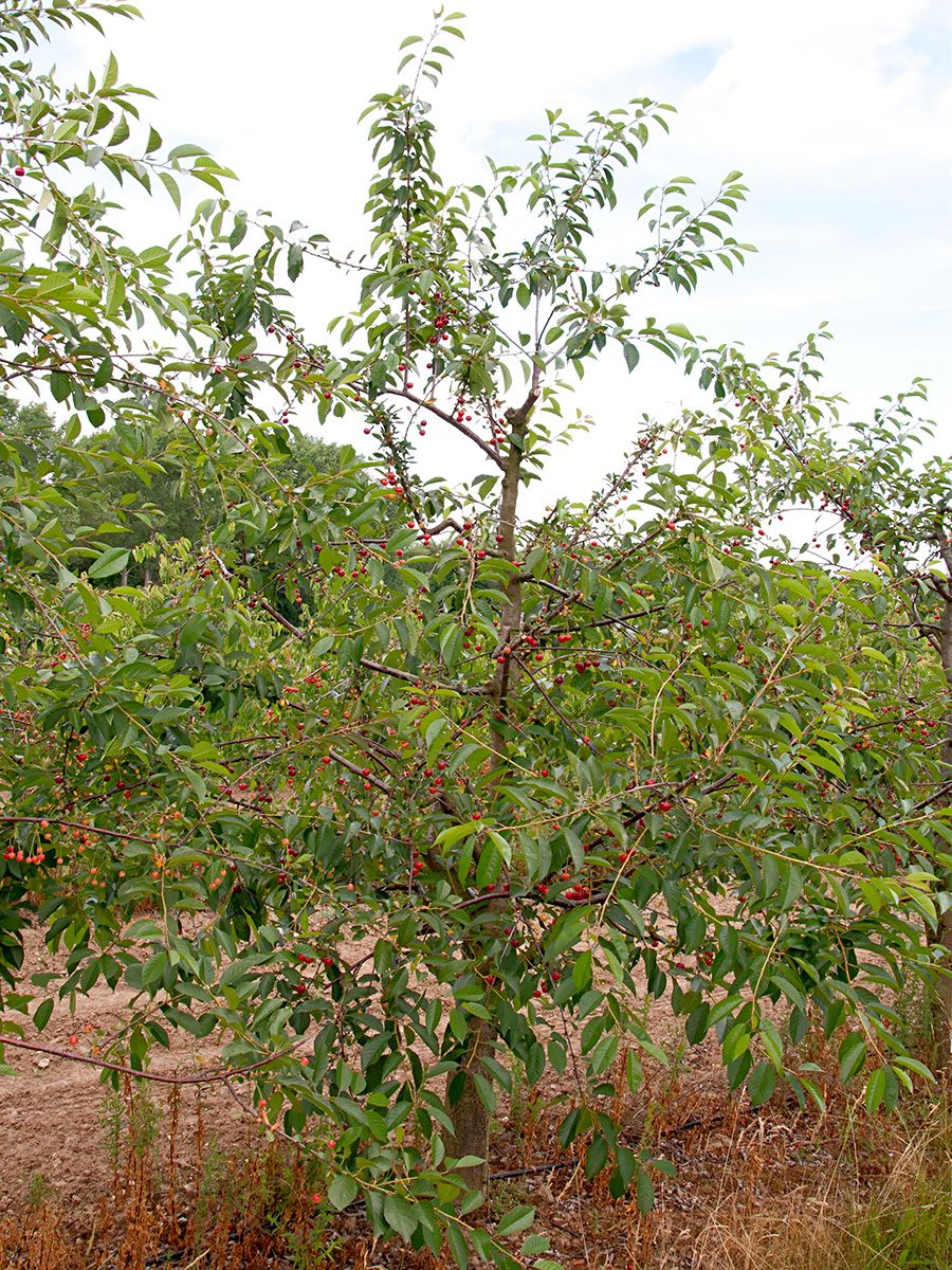 Prunus Stella Stella Kirsche (anspruchslos, | Hauenstein selbstfruchtbar), AG