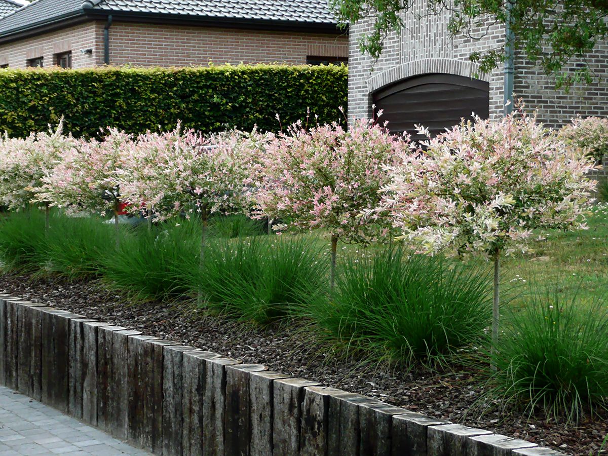 Buntblättrige Weide Hakuro-nishiki