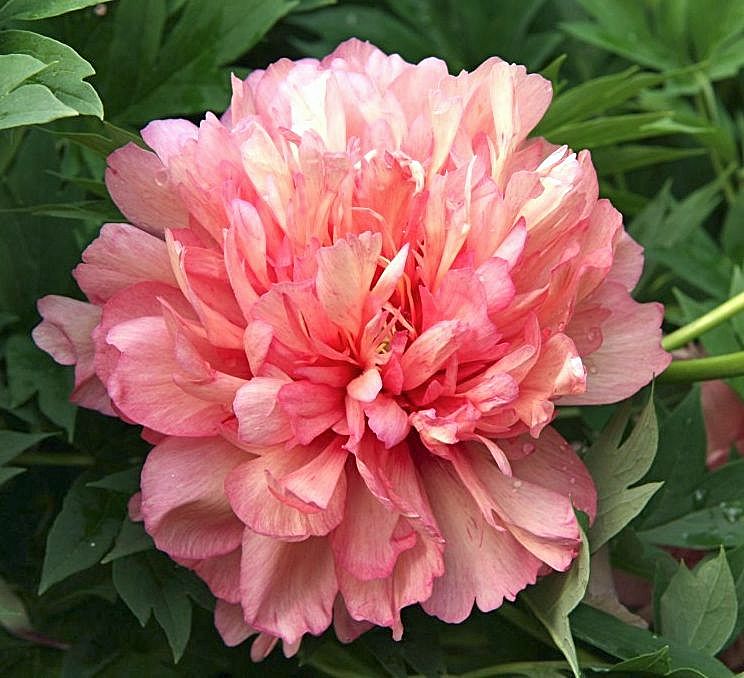 Pfingstrose Itoh-Hybride Hillary, Paeonia Hillary (Itoh-Grp ...