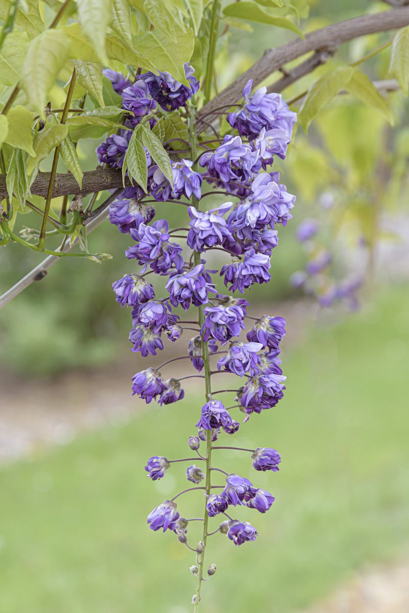 Gefüllter Blauregen Violacea Plena