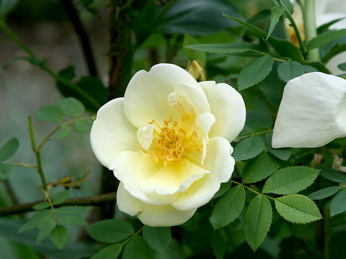 Frühlingsgold Strauchrose/Historische Rose (anspruchslos, leichter Duft)