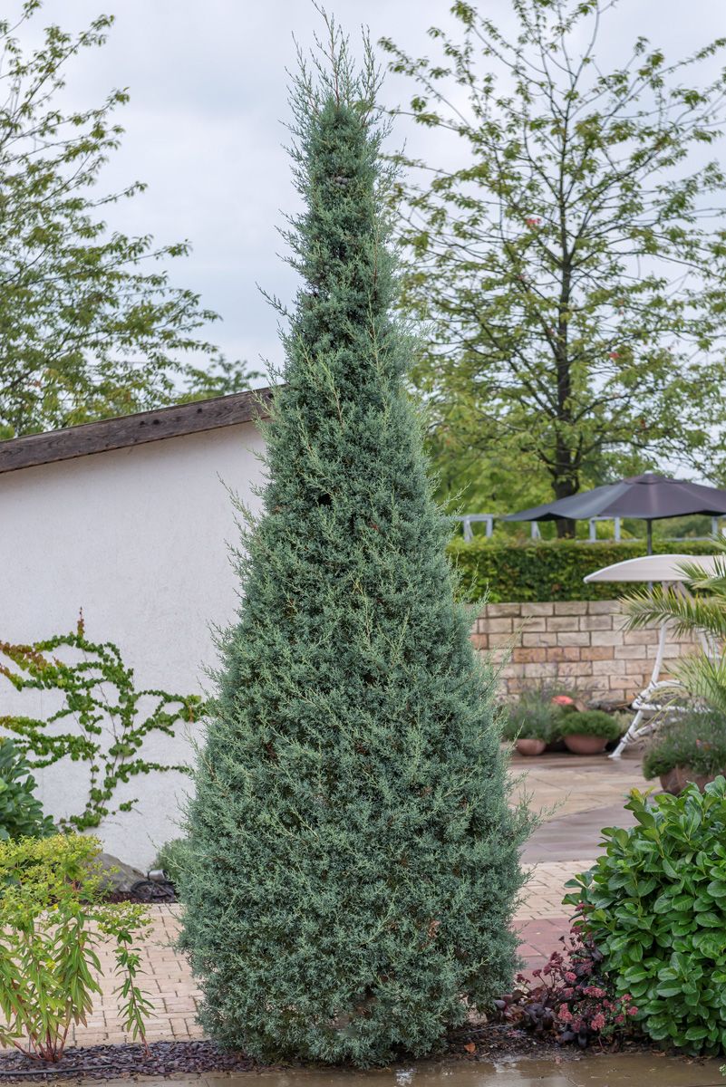 Arizonazypresse Glauca Fastigiata