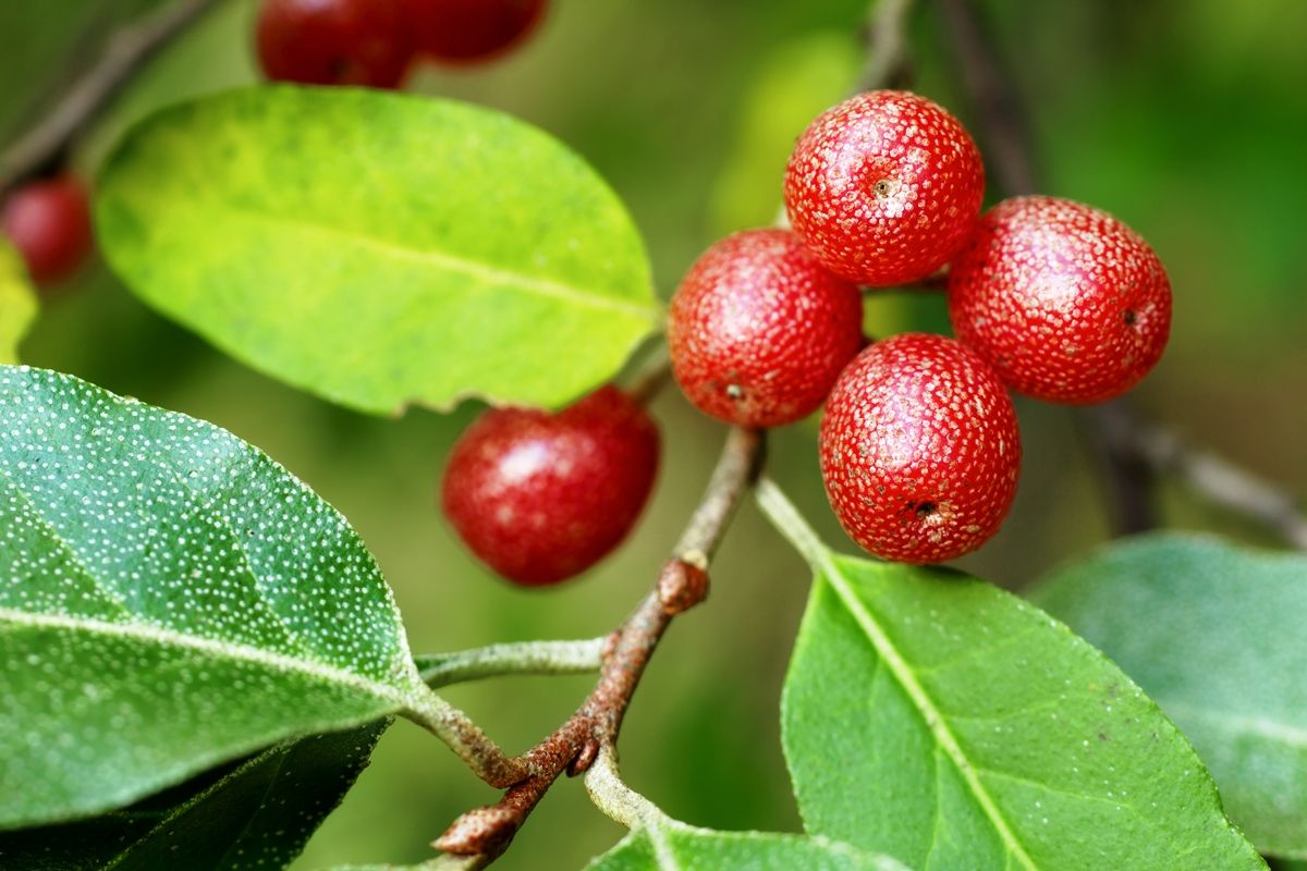 Pünktchenbeere Ruby