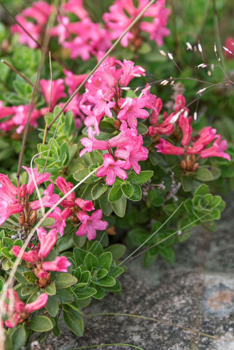 Alpenrose, Steinrose