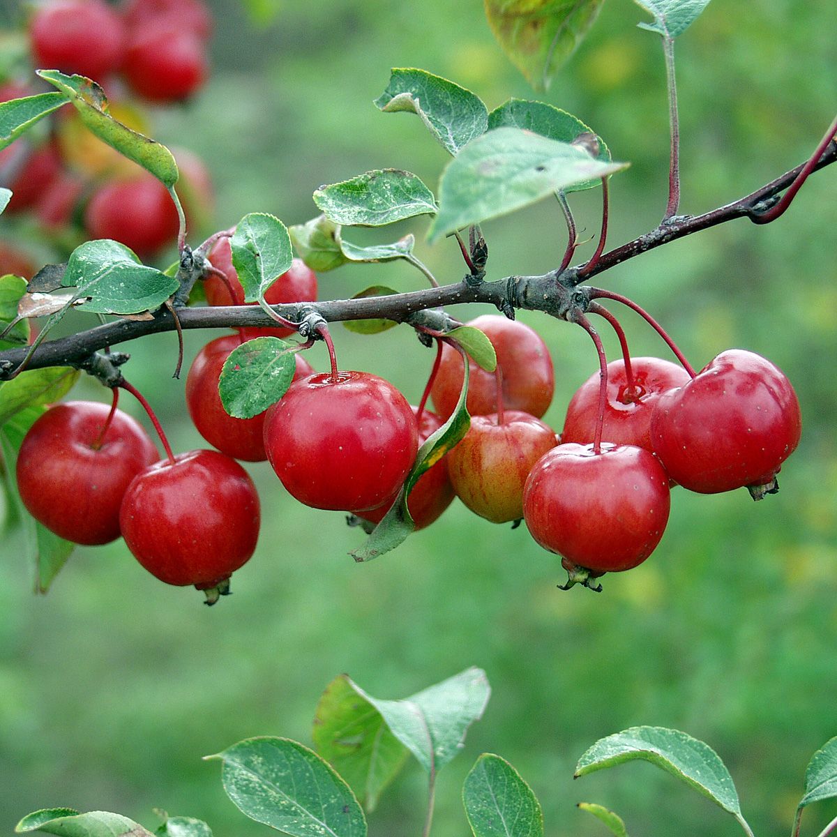 Zierapfel Evereste®