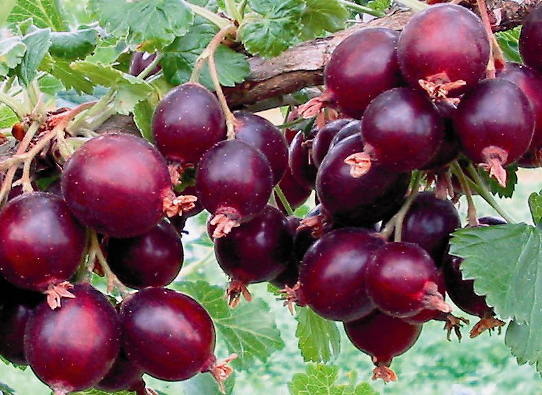 Josta Jostabeere (anspruchslos, Schwarze Johannisbeeren x Stachelbeeren)