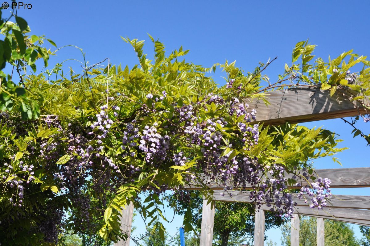 Gefüllter Blauregen Violacea Plena