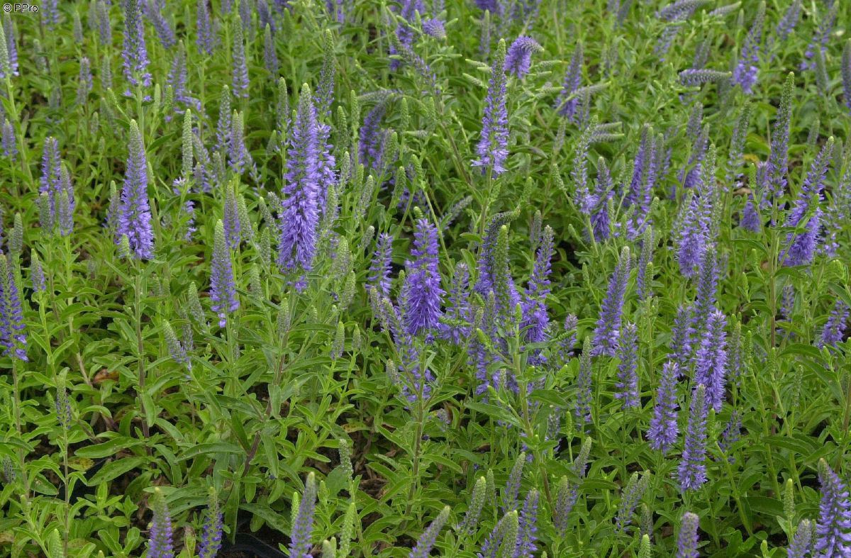 Ähriger Ehrenpreis Blauteppich