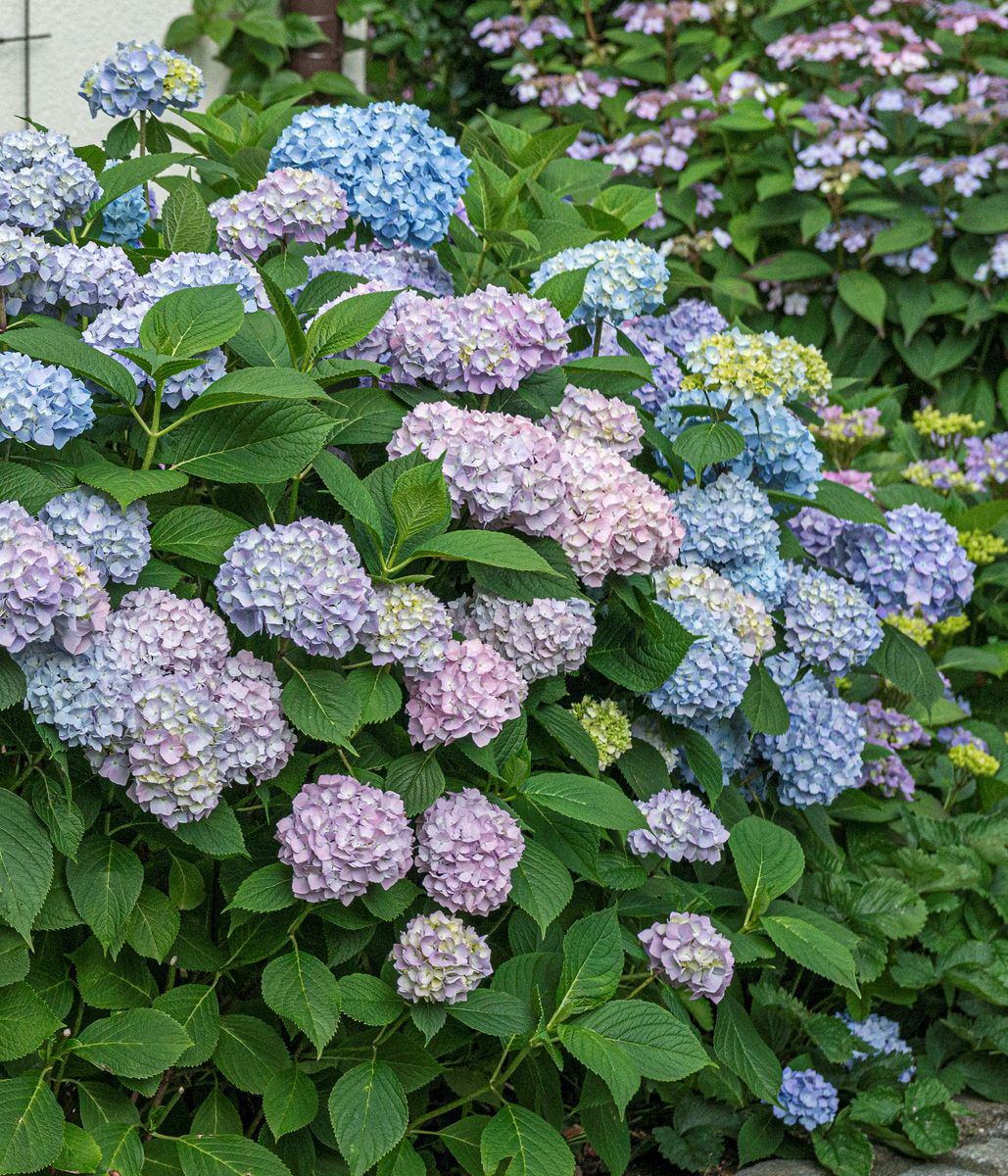 Gartenhortensie Endless Summer