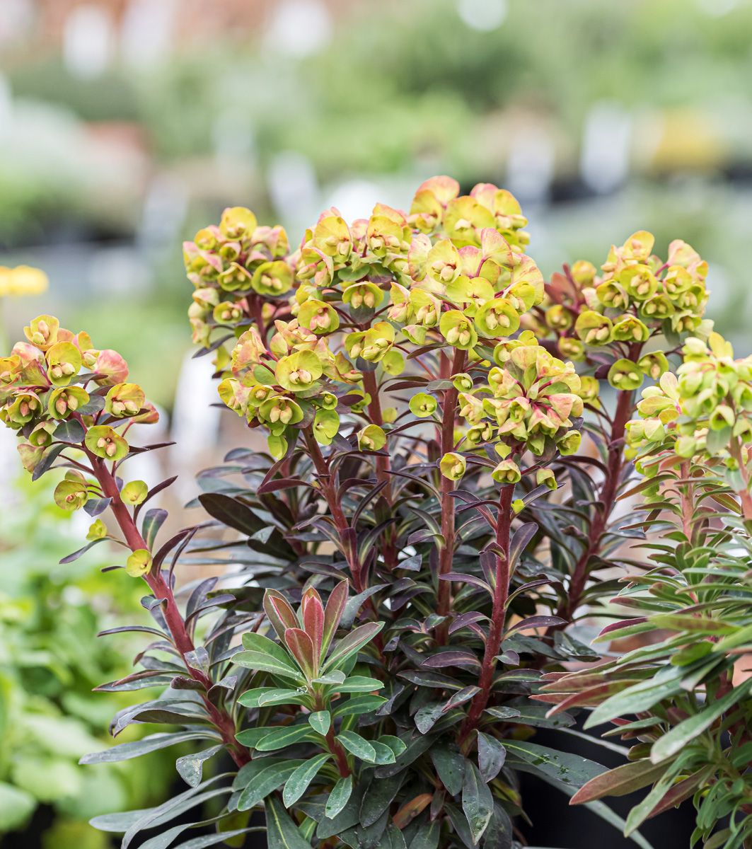 Mandelblättrige Wolfsmilch Purpurea