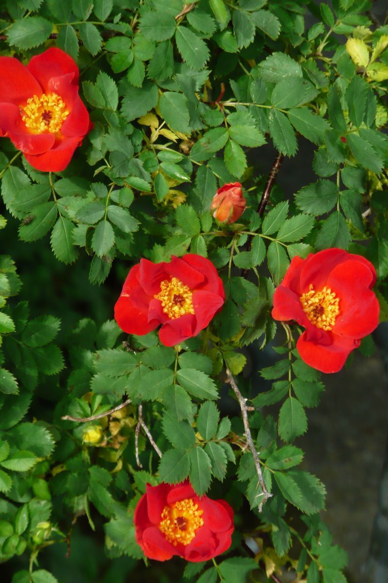 Rosa foetida Bicolor Strauchrose/Historische Rose («Kapuzinerrose)