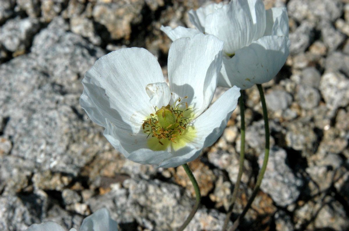 Alpenmohn