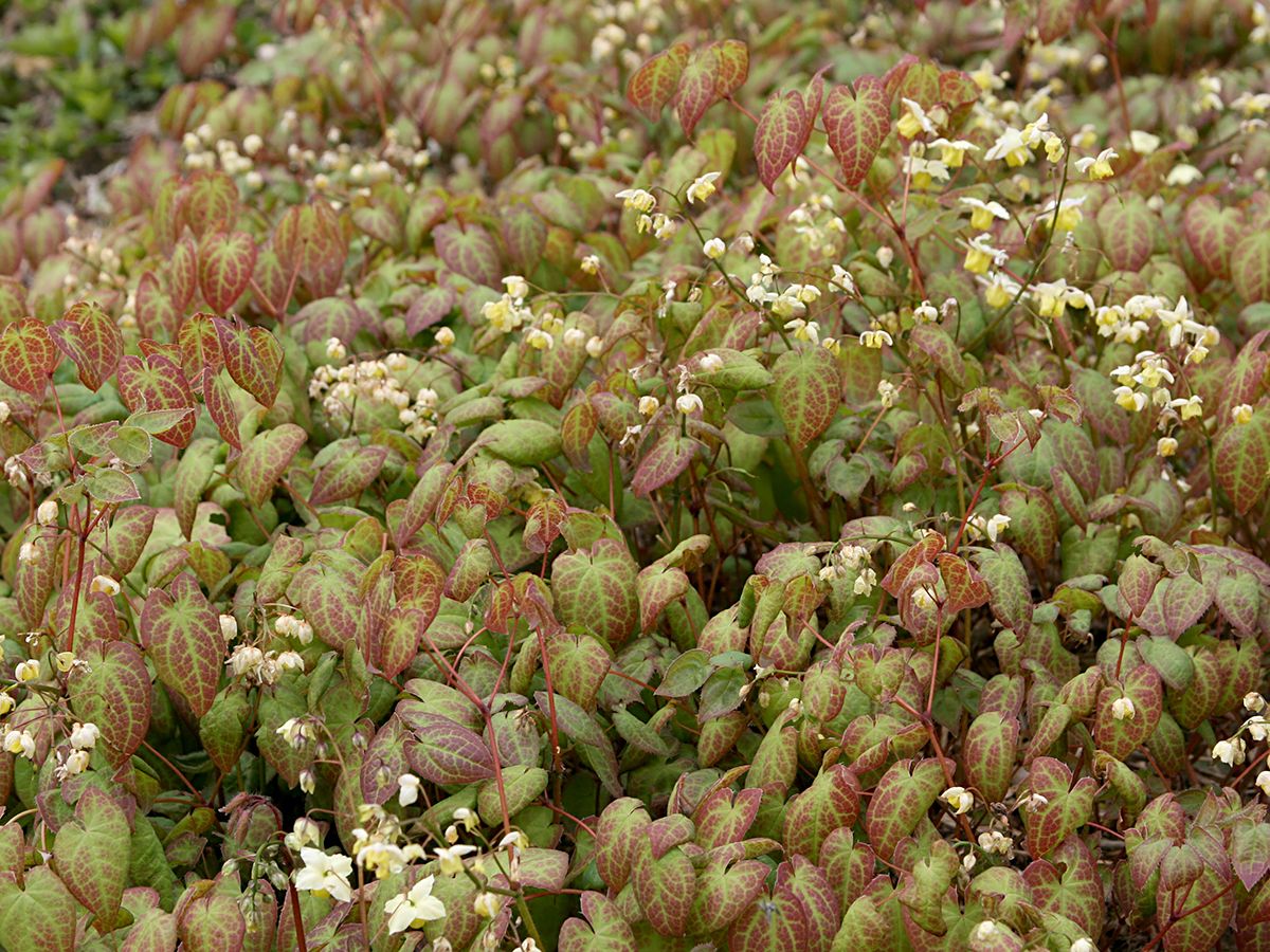 Elfenblume Sulphureum