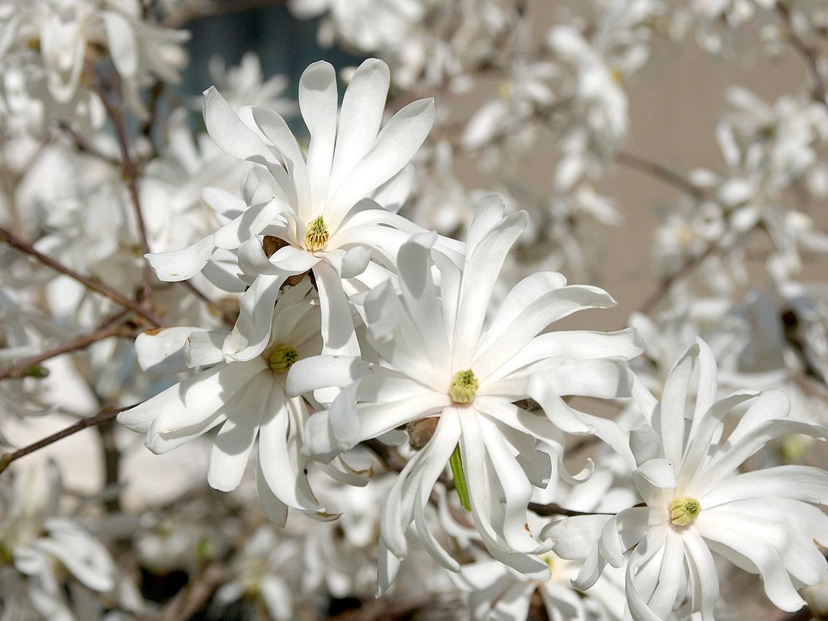 Sternmagnolie Royal Star