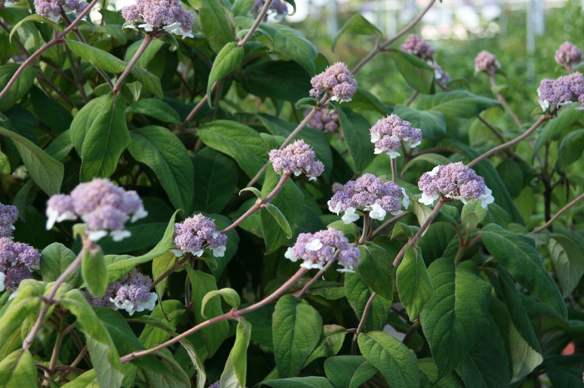 Rauhblatthortensie Macrophylla