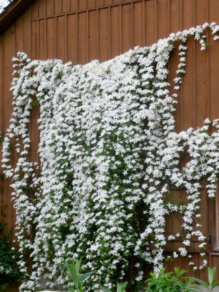 Bergwaldrebe Grandiflora