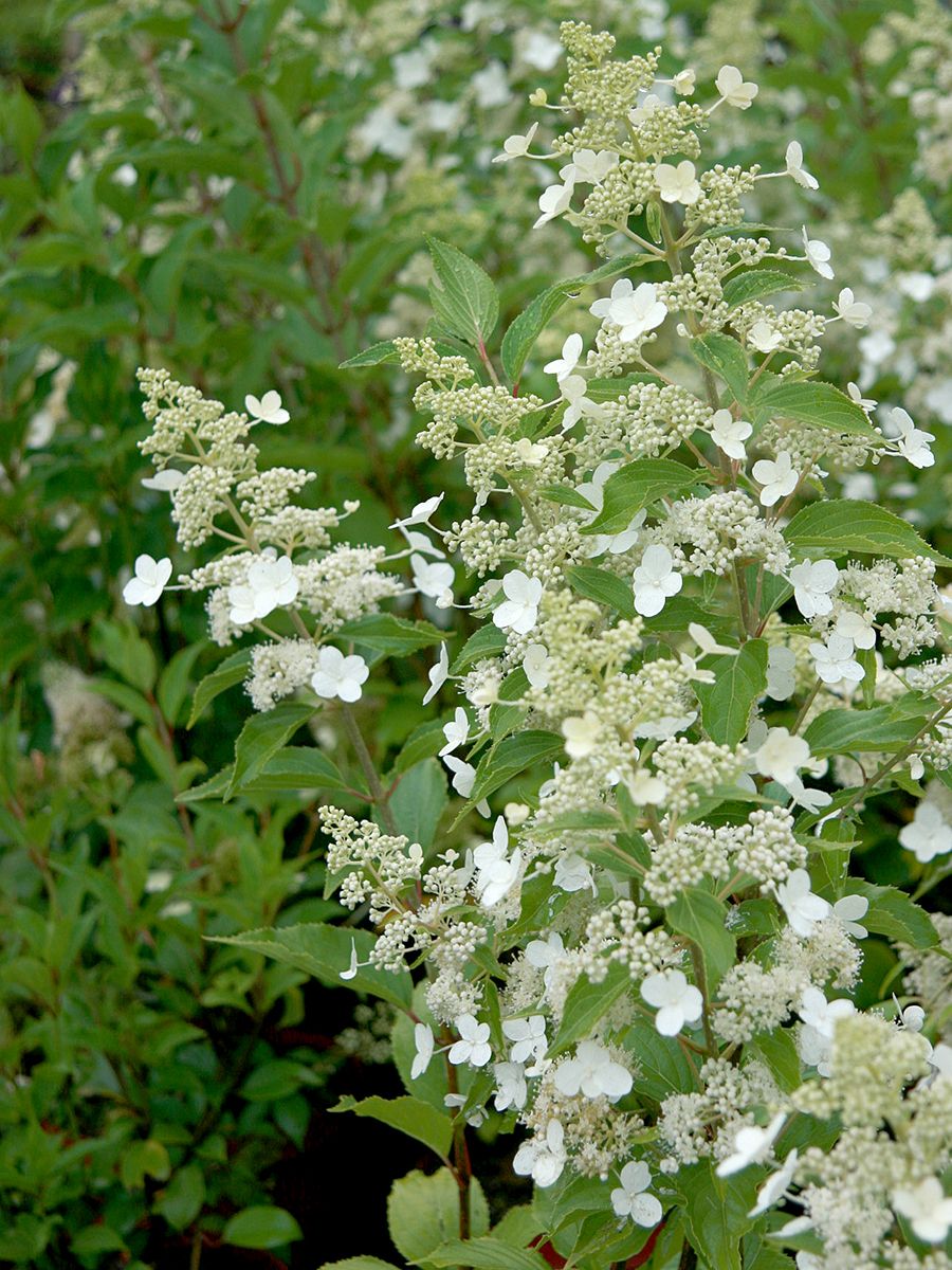 Rispenhortensie Kyushu