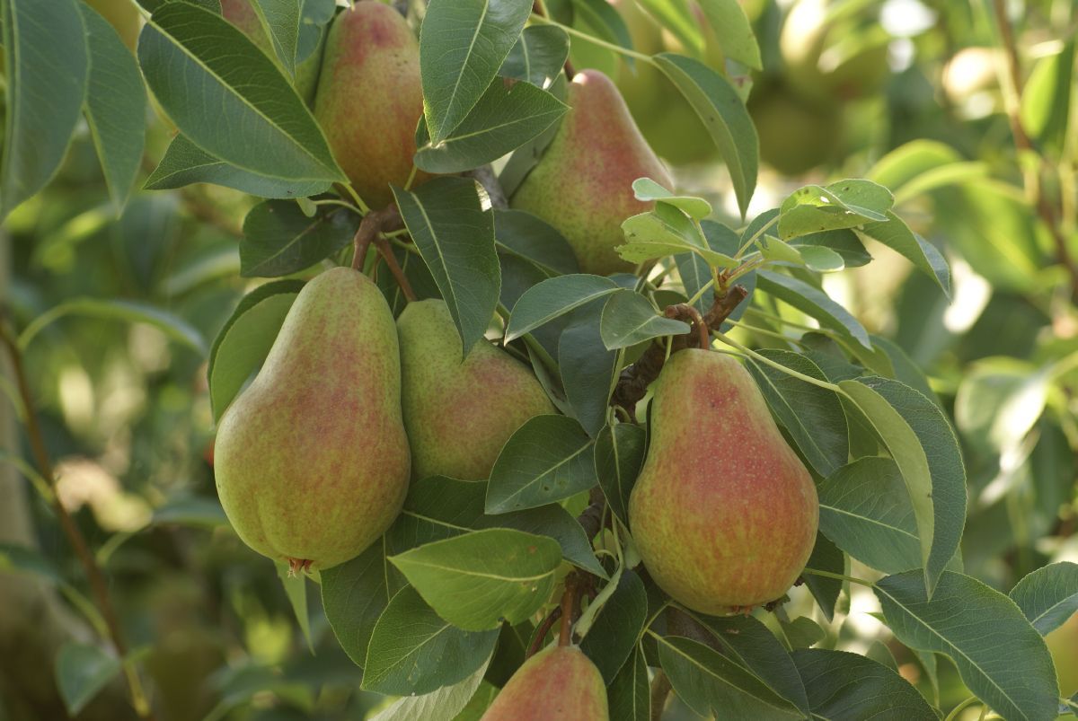 Frühe von Trévoux Birne