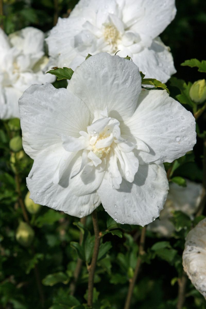 Hibiskus White Chiffon®