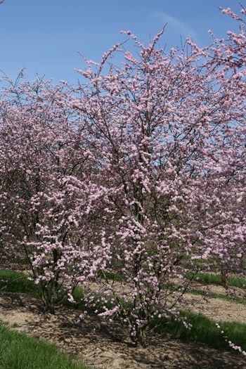 Rotblättriger Schlehdorn Rosea