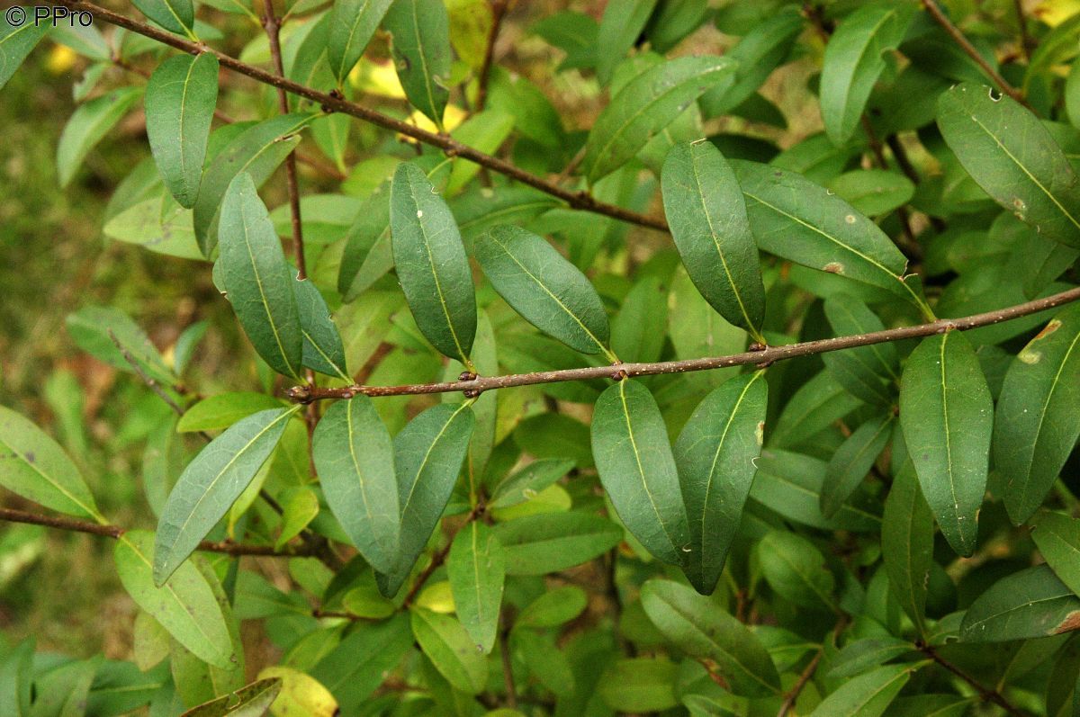 Liguster Atrovirens