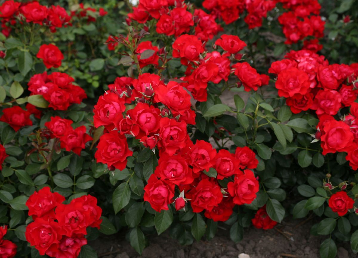 Black Forest Rose® ADR 2010 Bodendecker-Rose