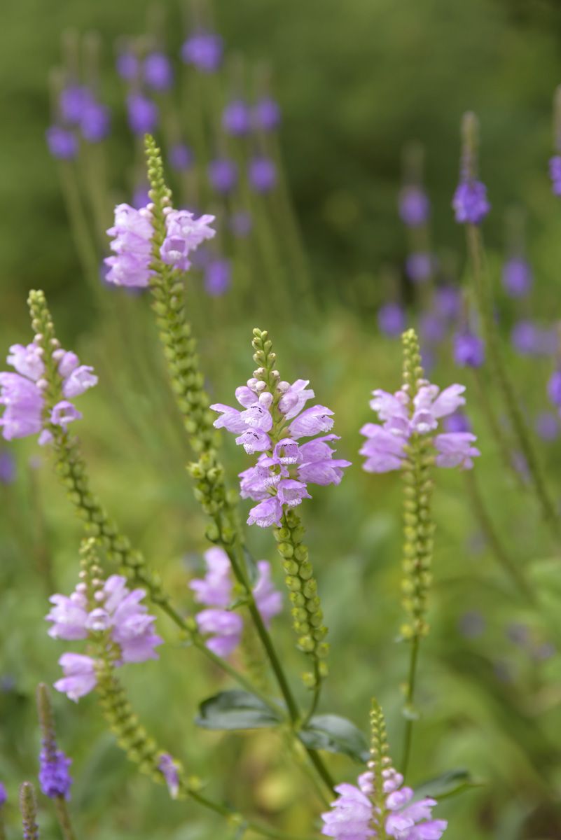 Gelenkblume, Etagenerika Vivid