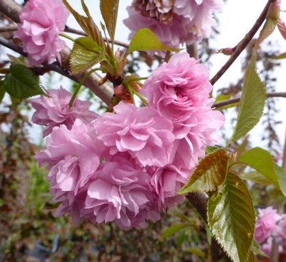 Hängezierkirsche Kiku-shidare-zakura