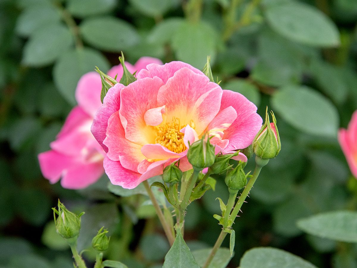 Herzogin Friederike® Strauchrose (öfter blühend, anspruchslos, Hagebutten)