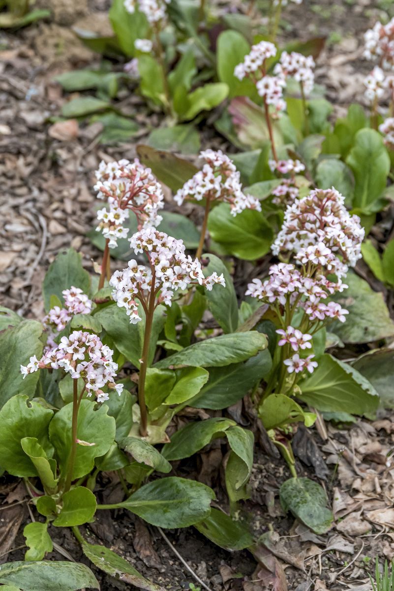 Bergenie Bressingham White