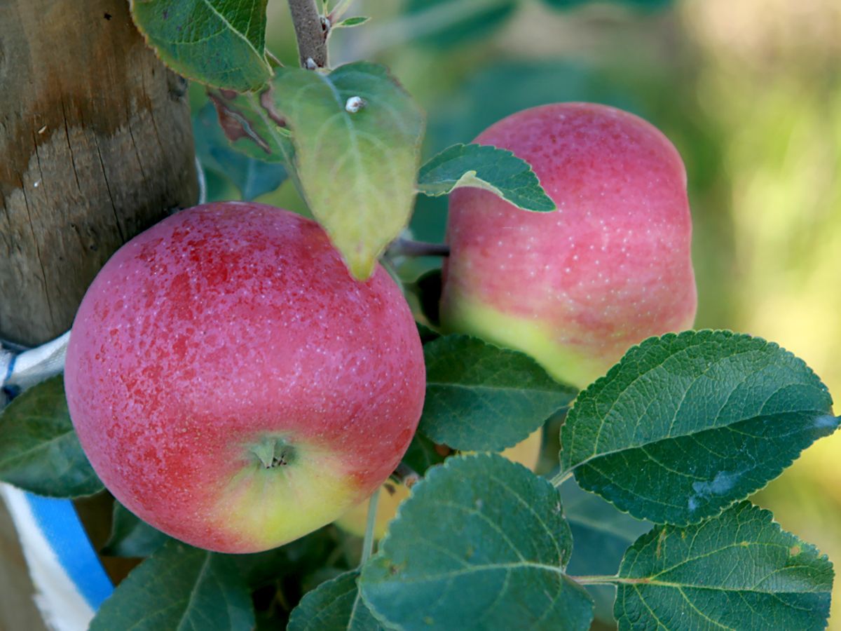 Ametyst(S) Apfel (anspruchslos, schorfresistent)