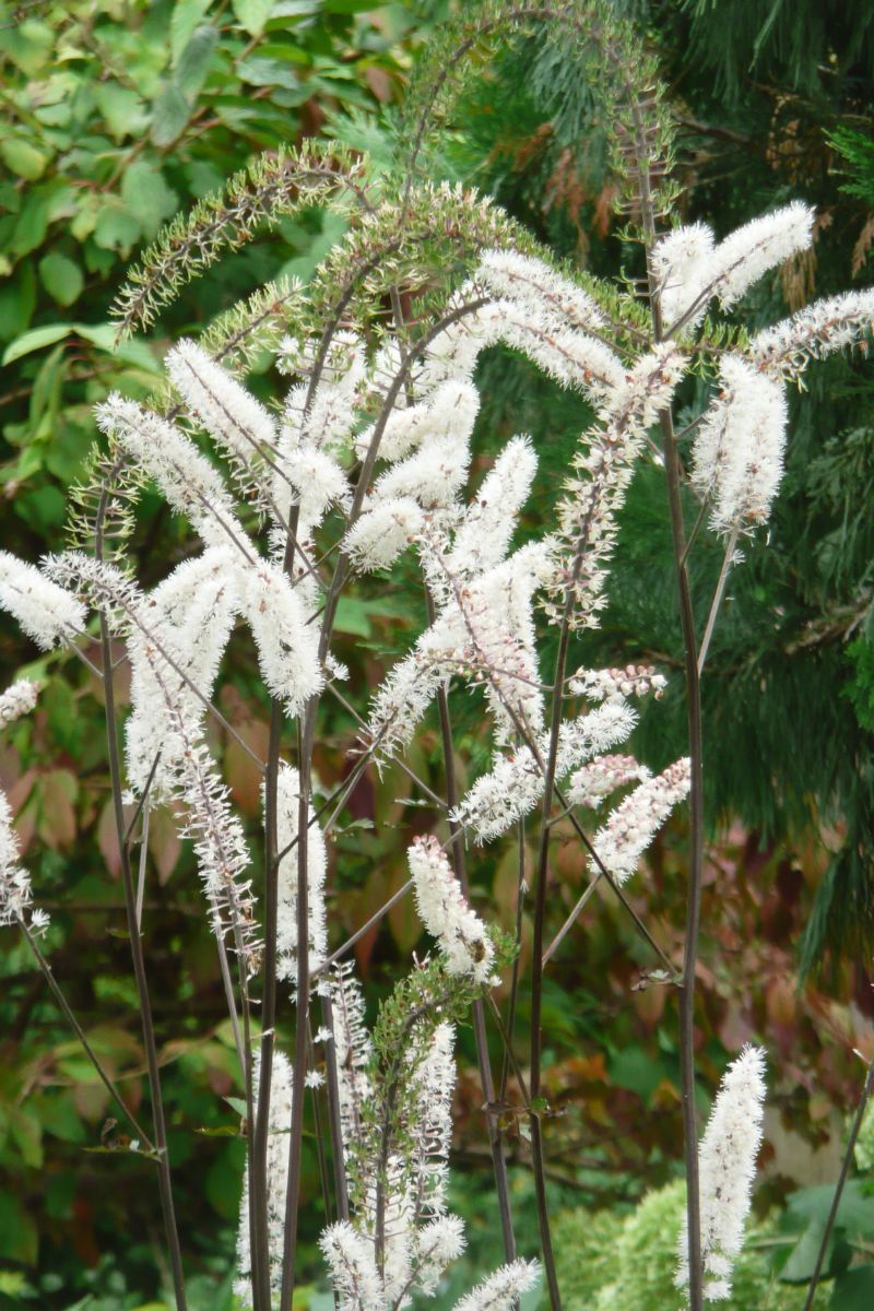 Silberkerze Atropurpurea