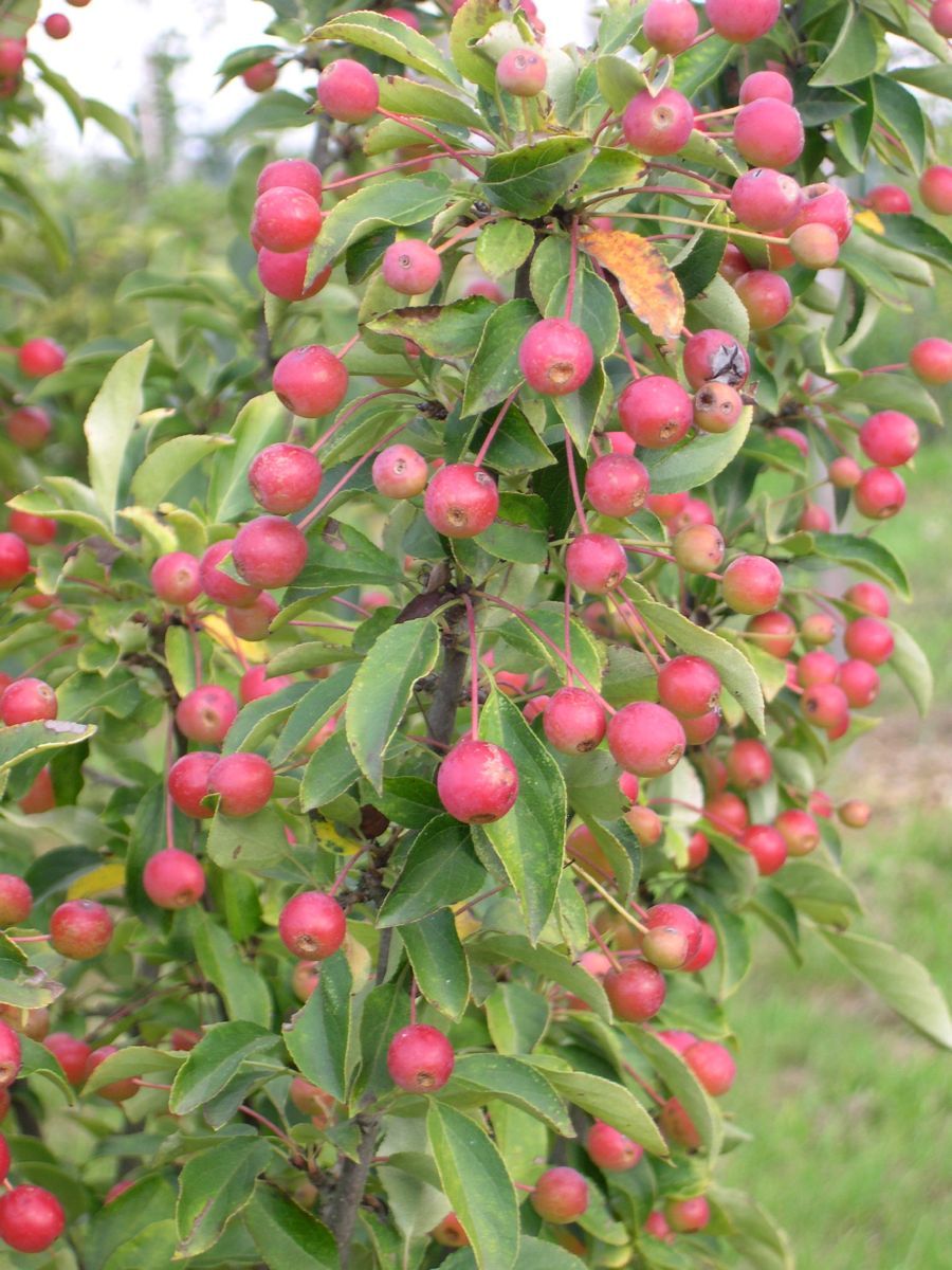 Zierapfel Adirondack