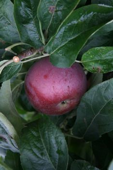 Spindellino Apfel Säulenapfel (anspruchslos)