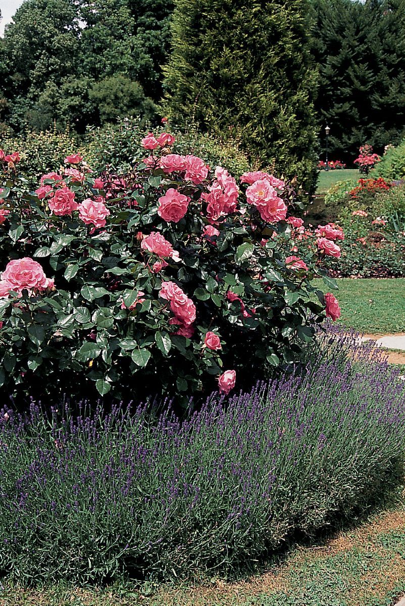 Romanze® Strauchrose (öfter blühend)