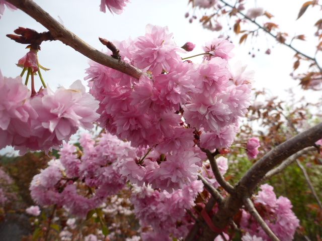 Hängezierkirsche Kiku-shidare-zakura