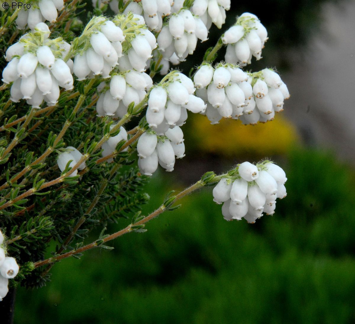 Glockenheide Alba Mollis