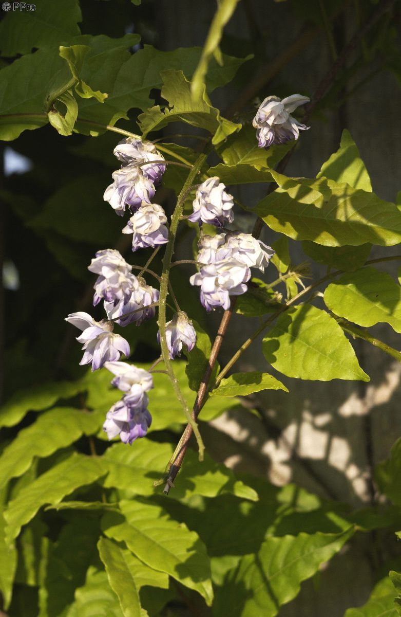 Gefüllter Blauregen Violacea Plena