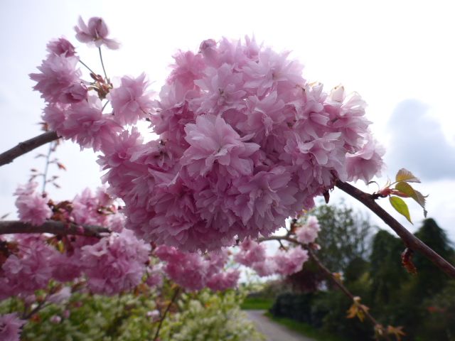 Hängezierkirsche Kiku-shidare-zakura