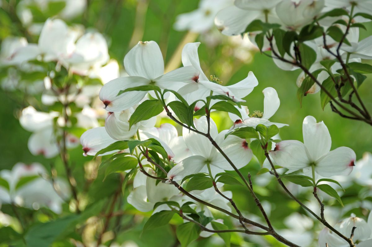 Amerikanischer Blumenhartriegel