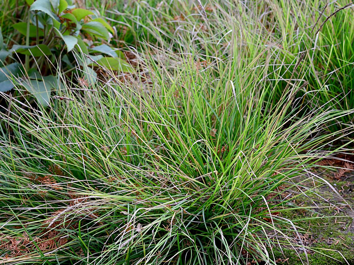 Herbstkopfgras, Sesleria autumnalis | Hauenstein AG