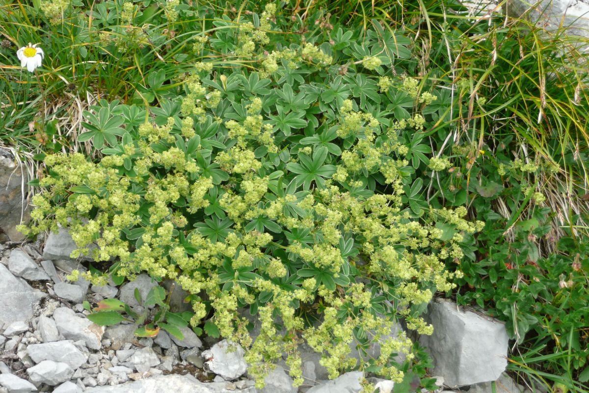 Alpenfrauenmantel, Silbermänteli